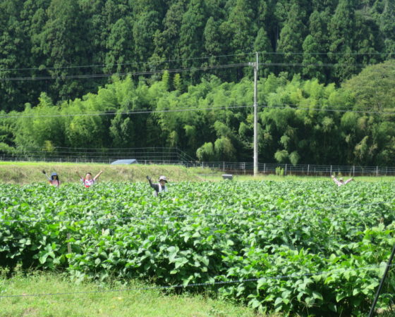 黒豆畑の草引き