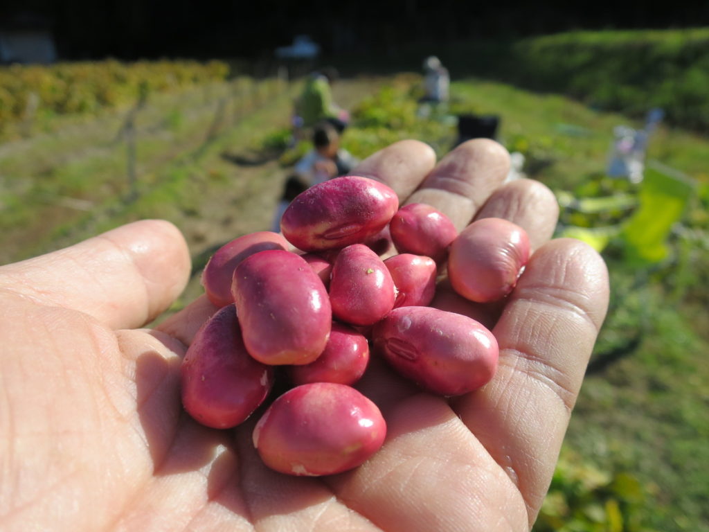 最後の黒枝豆＆山の芋収穫 – NPO法人里地里山問題研究所（さともん）