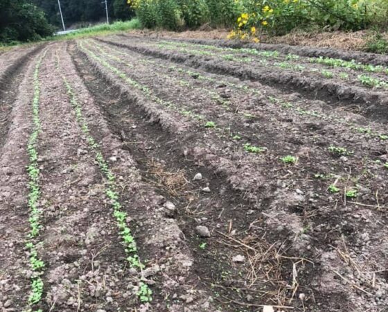 野菜の発芽