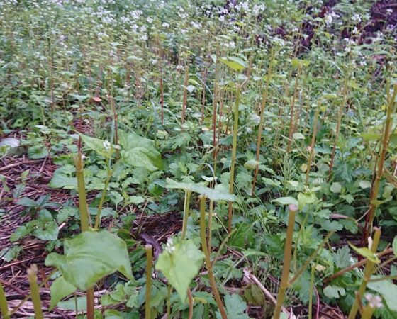 ソバの開花 だけど・・・