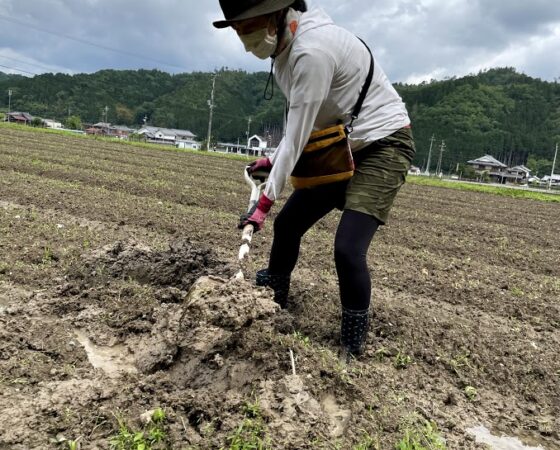 5月22日黒豆ボランティア