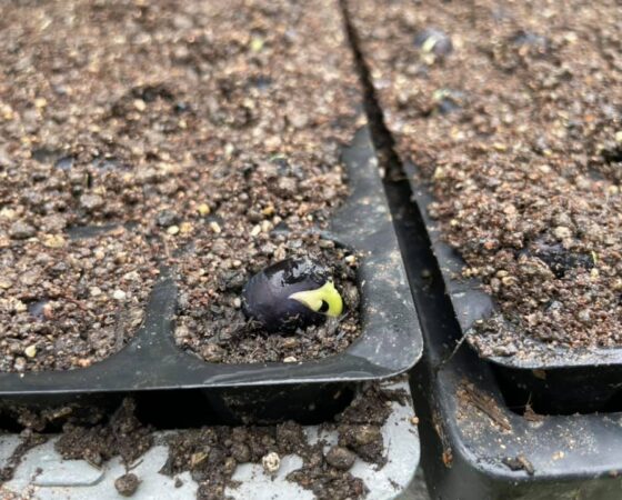 種まきから2日後