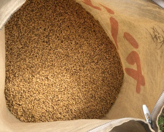 脱穀と籾すりの作業