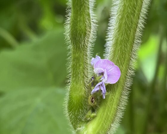 黒豆の花盛り(8/15)