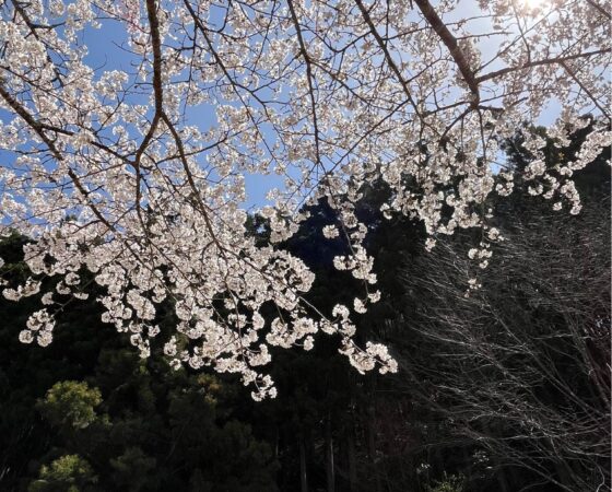 桜が満開の頃に山の芋