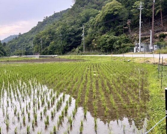 6月8日川阪OPF