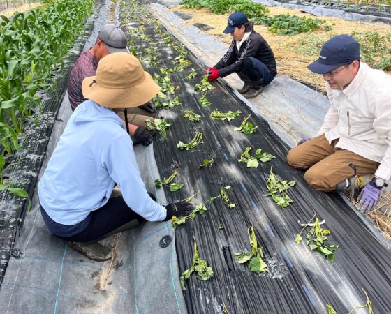 黒豆の苗植えに向けて準備