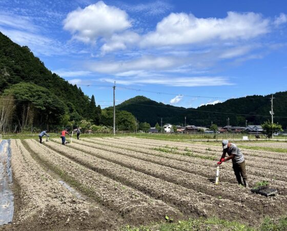 黒豆の定植作業