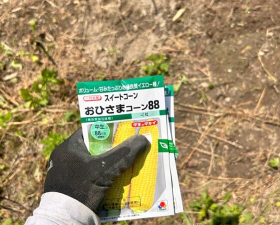 トウモロコシの種まき