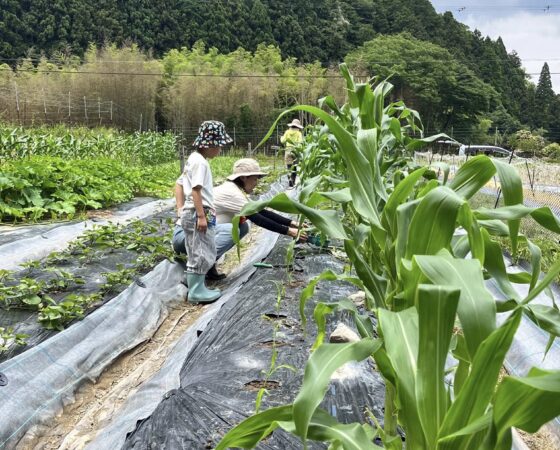 畑の野菜を野生動物から守れ！
