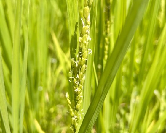 今週のさとぼら＆今後のさとぼら活動予定