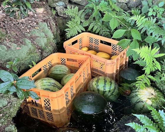 今週のさとぼら&今後のさとぼら活動予定