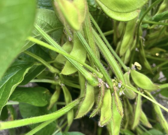 9月13日黒豆ボランティア
