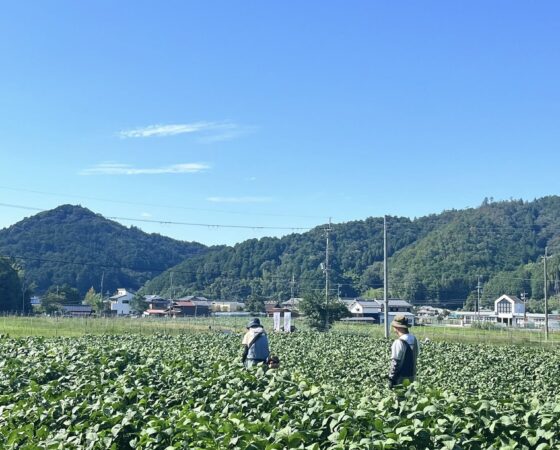 9月27日黒豆ボランティア