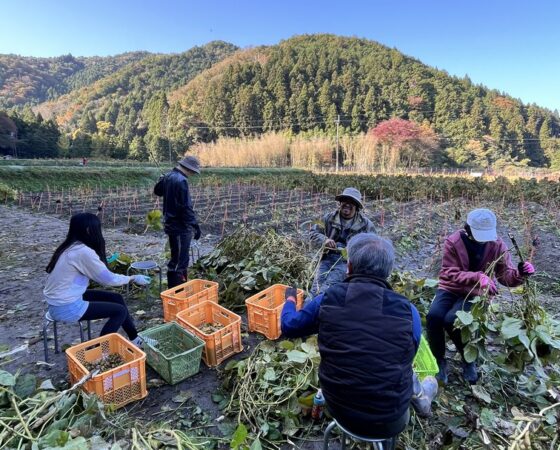 11月8日黒豆ボランティア