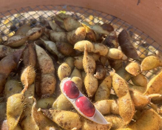 11月15日黒豆ボランティア