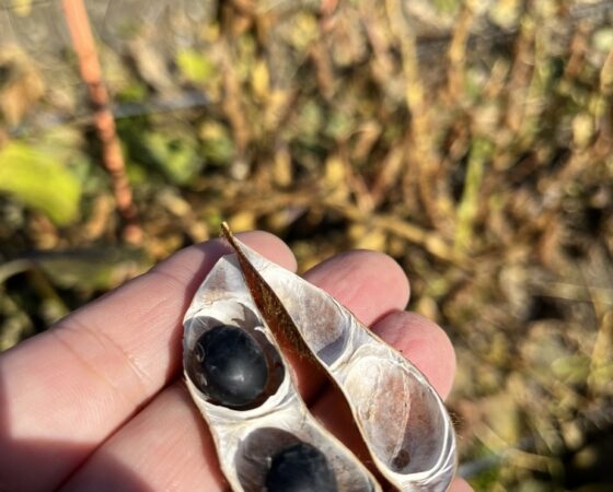 11月21日黒豆作業