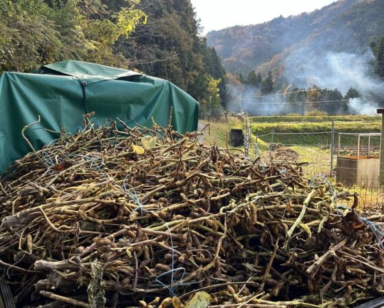 11月22日黒豆ボランティア