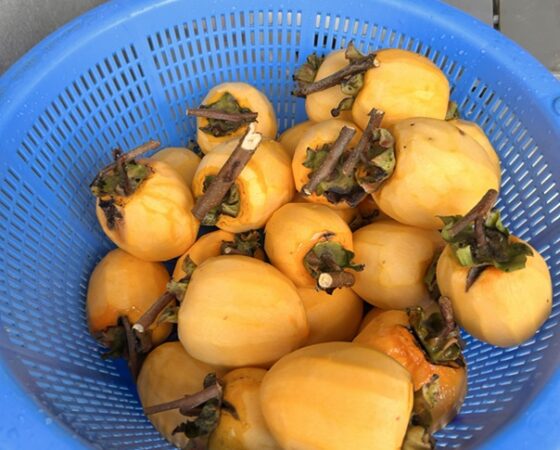 今週のさとぼら＆今後のさとぼら活動予定