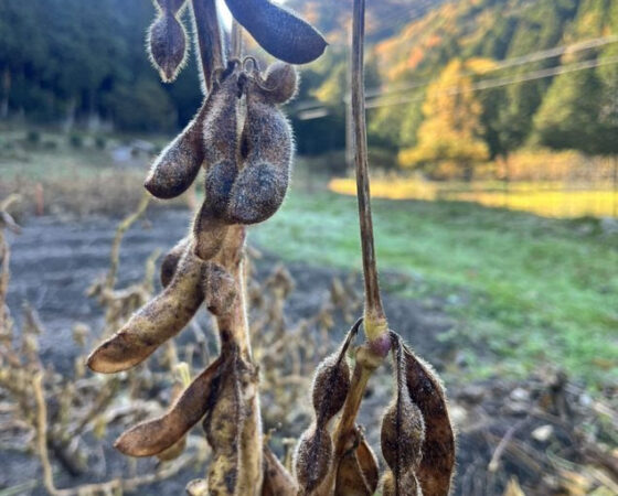 今週のさとぼら&今後のさとぼら活動予定