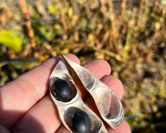 今週のさとぼら＆今後のさとぼら活動予定