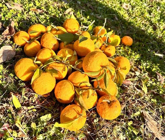 今後のさとぼら活動予定