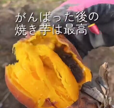 黒豆畑の堆肥撒き