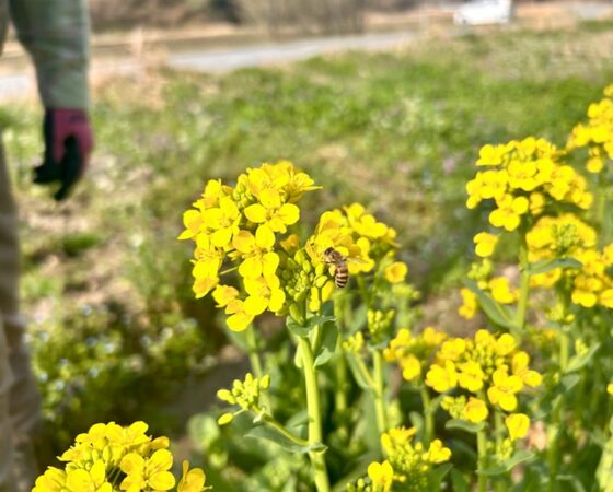 今週のさとぼら&今後のさとぼら活動予定