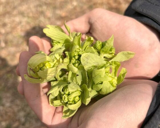 今週のさとぼら＆今後のさとぼら活動予定