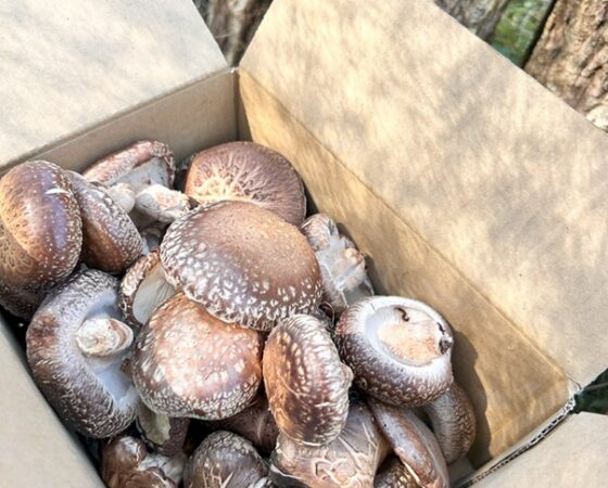 今週のさとぼら＆今後のさとぼら活動予定