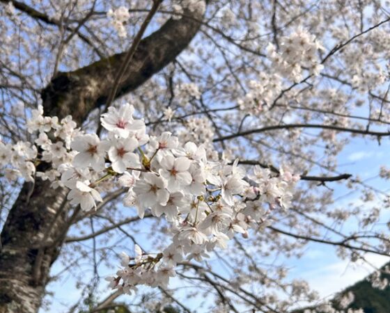 今週のさとぼら&今後のさとぼら活動予定