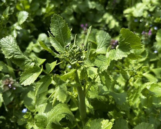 今週のさとぼら＆今後のさとぼら活動予定