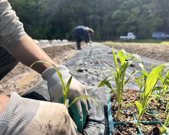 5月2日 黒豆畑