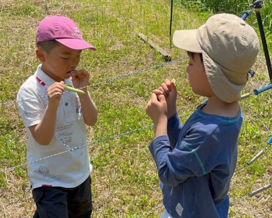 【5月16日：川阪のしずくオーナー・田んぼの草取り】