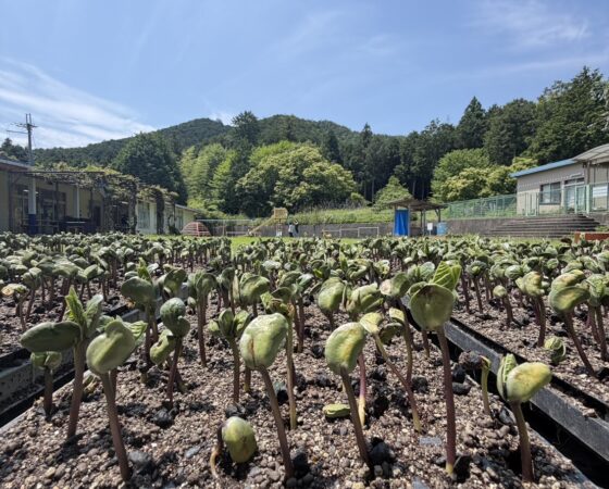 黒豆の成長記録