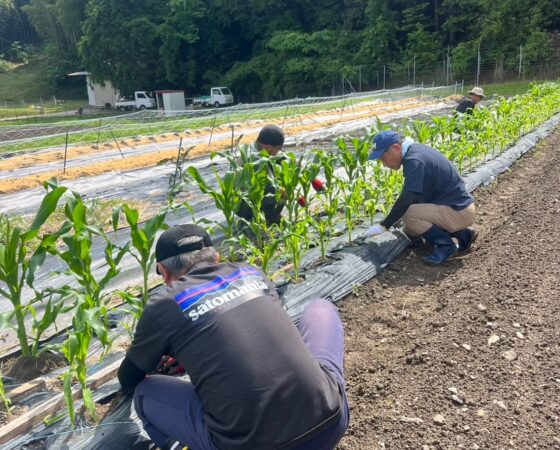 【6月6日:黒豆ボランティア作業日 】