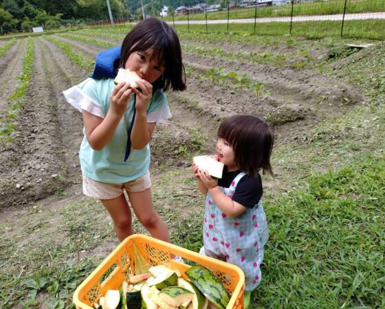 7月11日 黒豆作業日