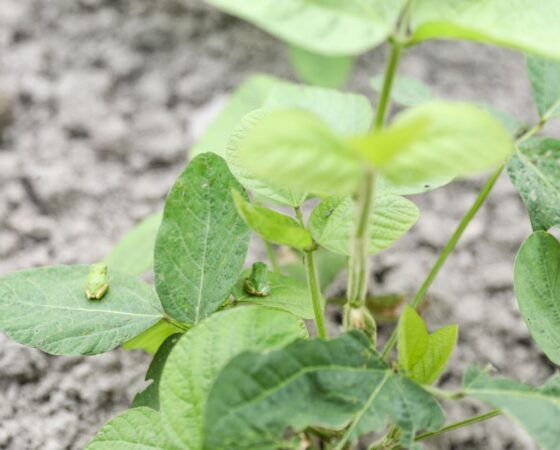 7月18日　黒豆作業