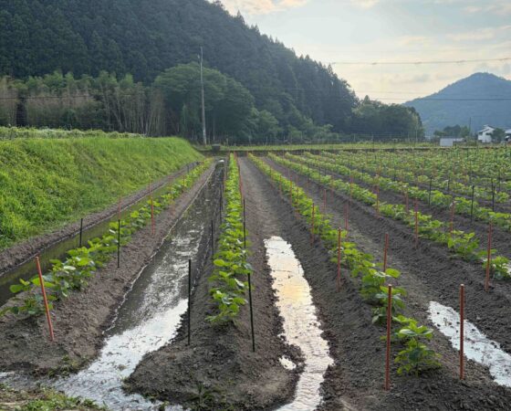 黒豆の成長記録②　水不足