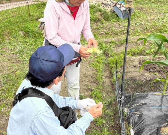 【7月4日（土）黒豆ボランティア】