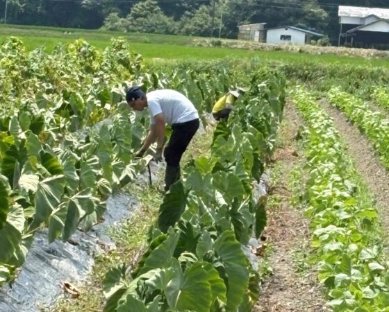 【7月24日　有機農業を学ぶ！ 26】