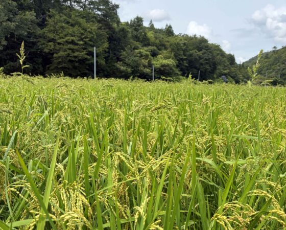 8月9日 川阪OPF