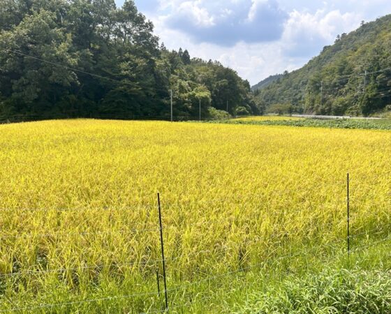 今週のさとぼら&今後のさとぼら活動予定