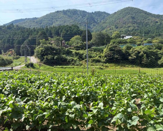 8月23日 川阪OPF