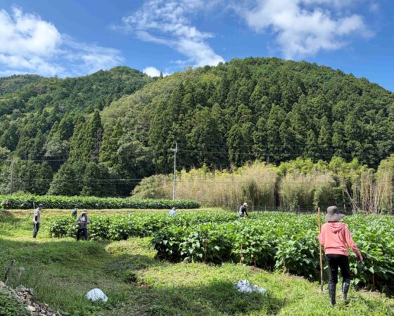 9月12日　黒豆作業日