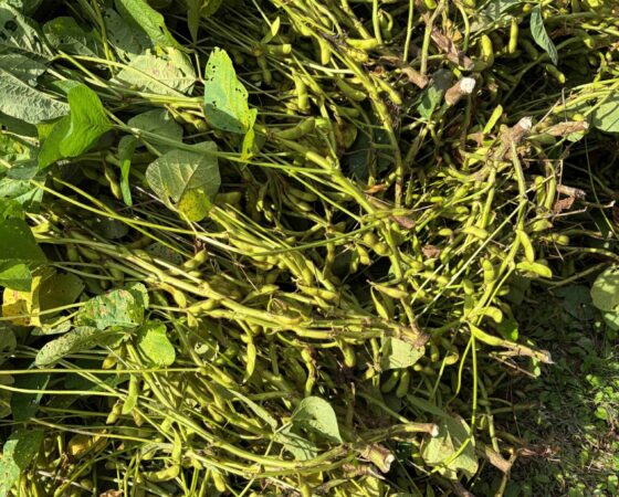 黒枝豆の収穫・発送開始！